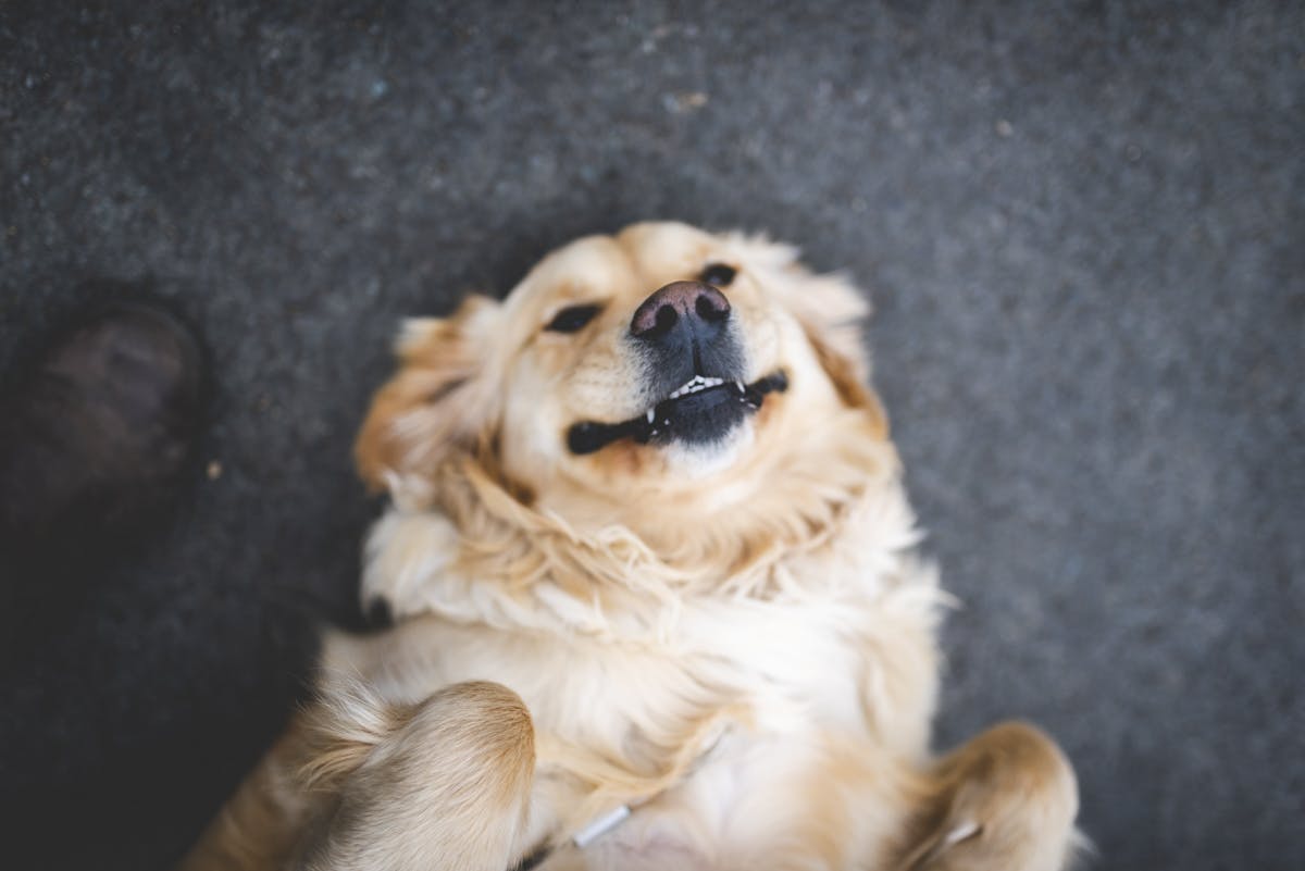 Golden Retriever lying on their back and smiling