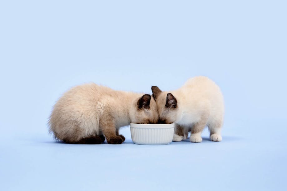 Two white kittens eating from the same bowl