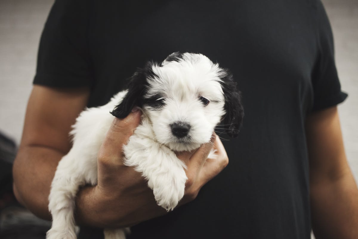 Man holding a white puppy with black spots
