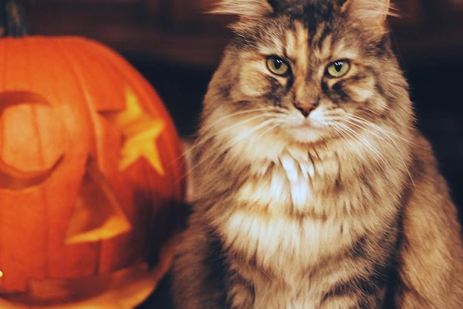 Cat sitting next to a Jack-O'-Lantern