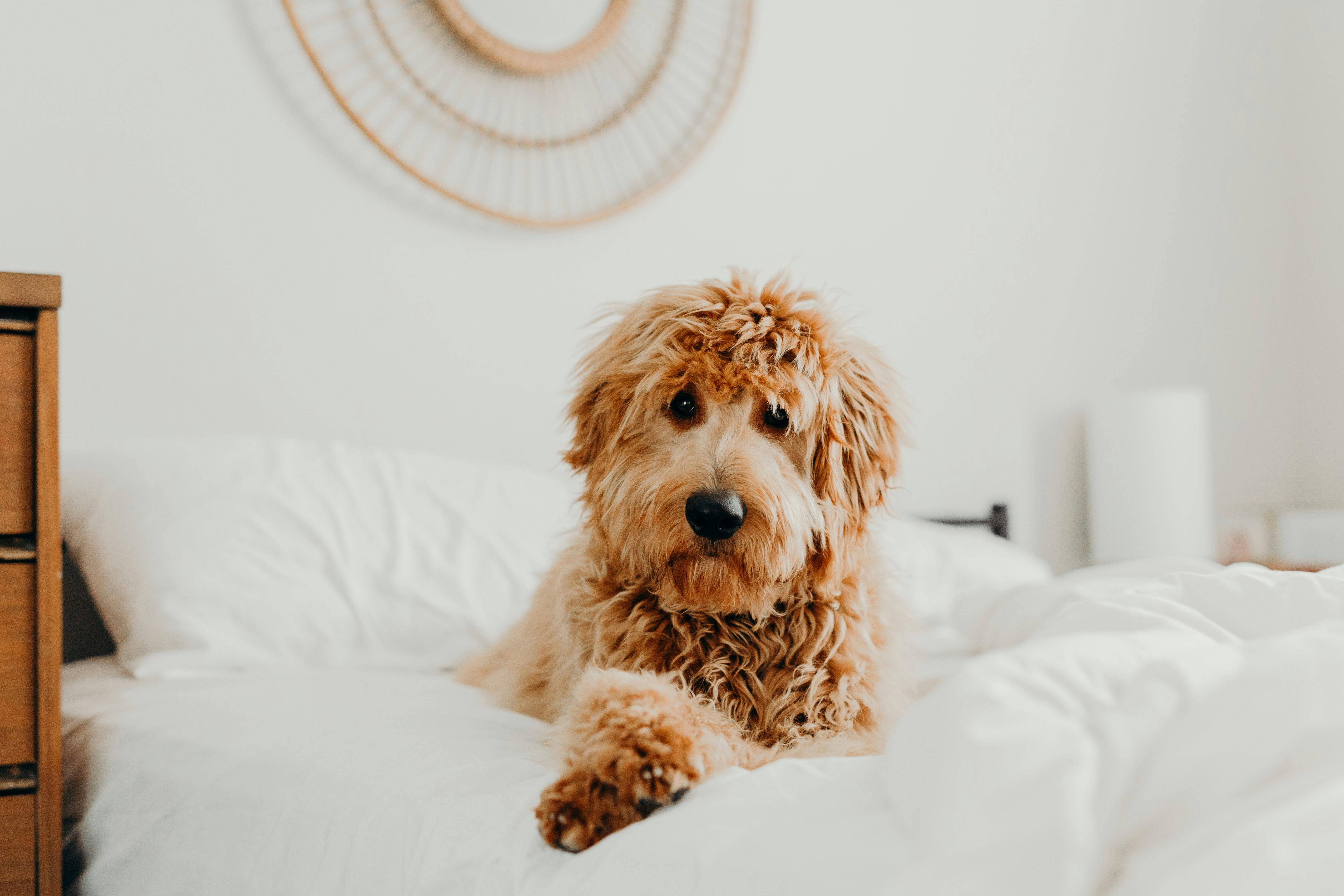 Designer dog known as Labradoodle on the bed