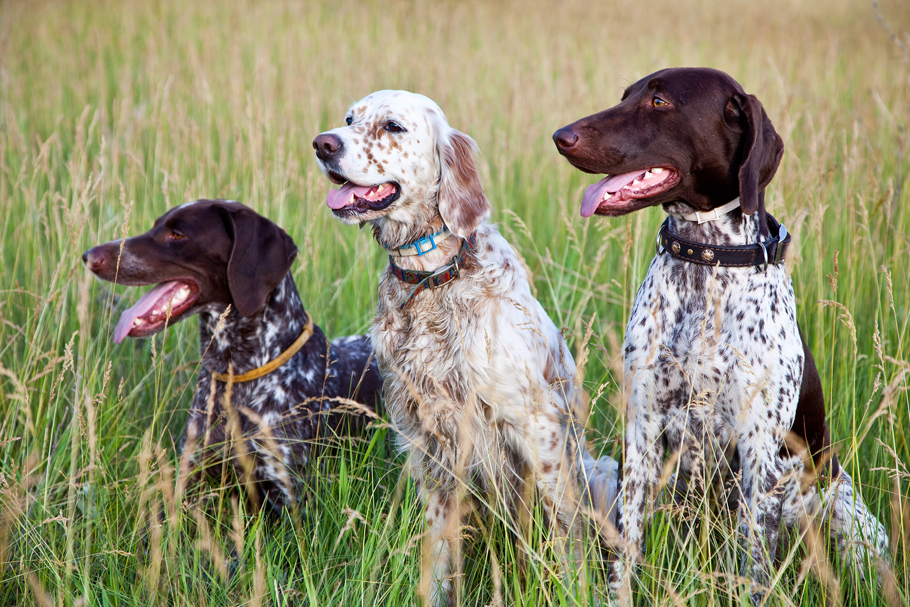 Dog breeds used for shops hunting