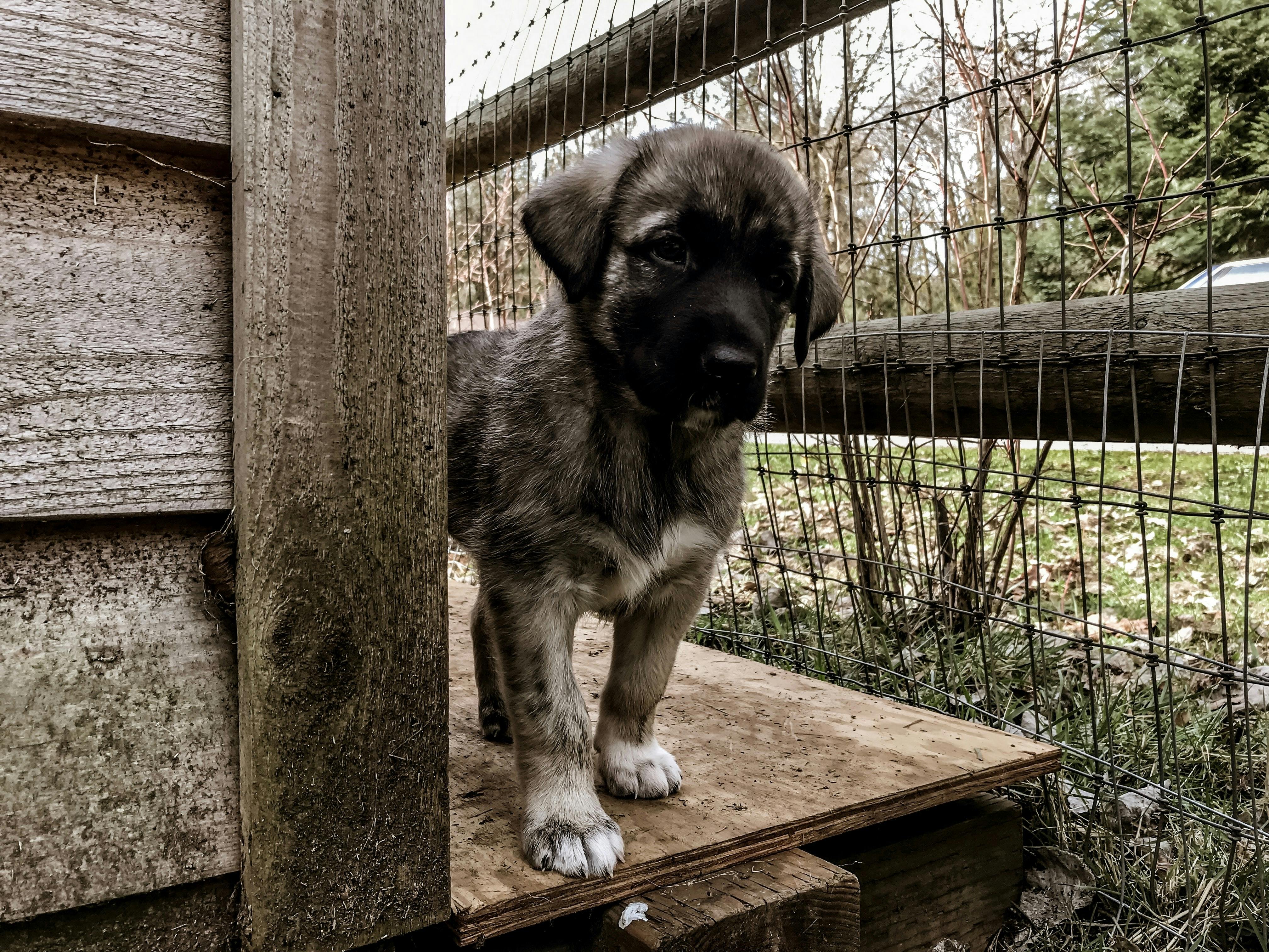 Anatolian Shepherd puppy