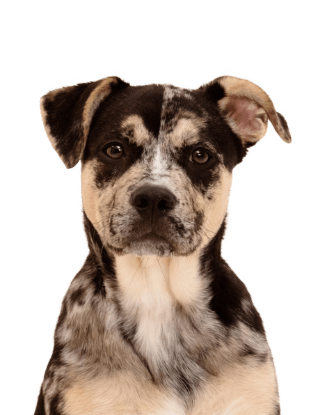 Test ADN pour chiens Wisdom Panel 3.0 - Sherbrooke Canin