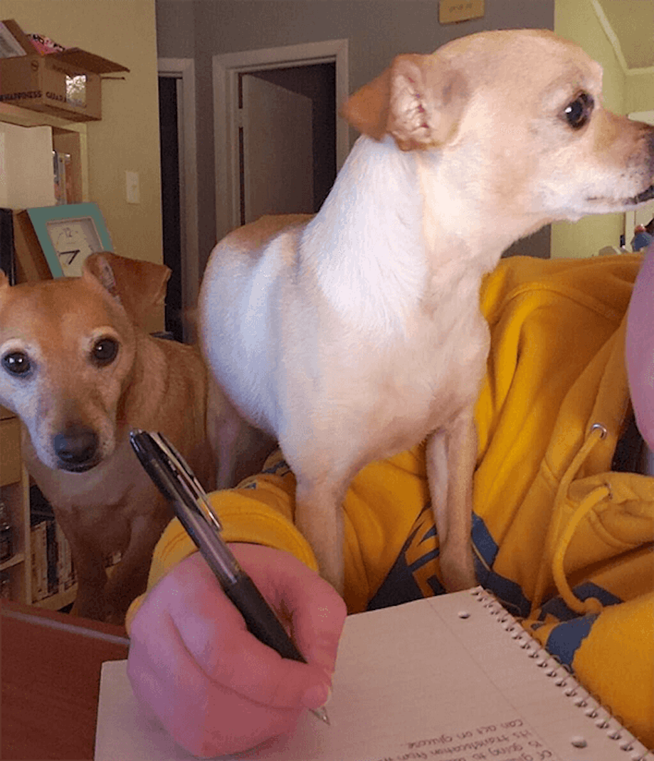Two dogs standing with a pen to write in a book