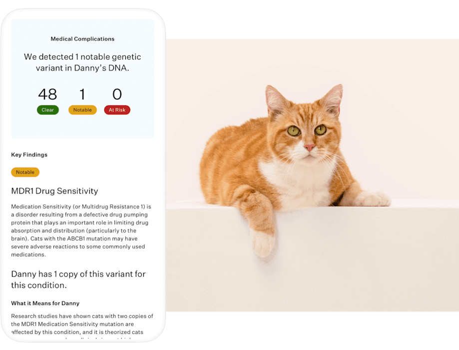 Wisdom Panel health test results for Danny the cat