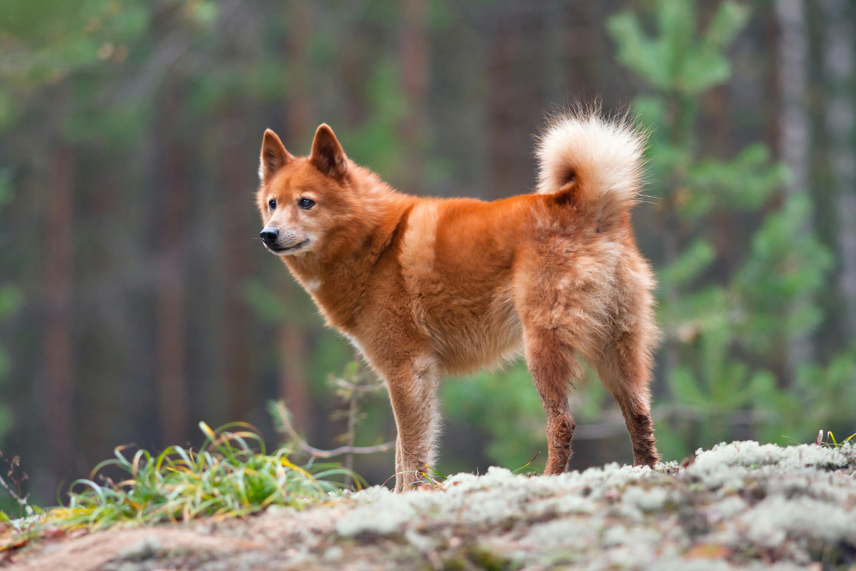 Orange dog with upright ears and a curly tail standing outside