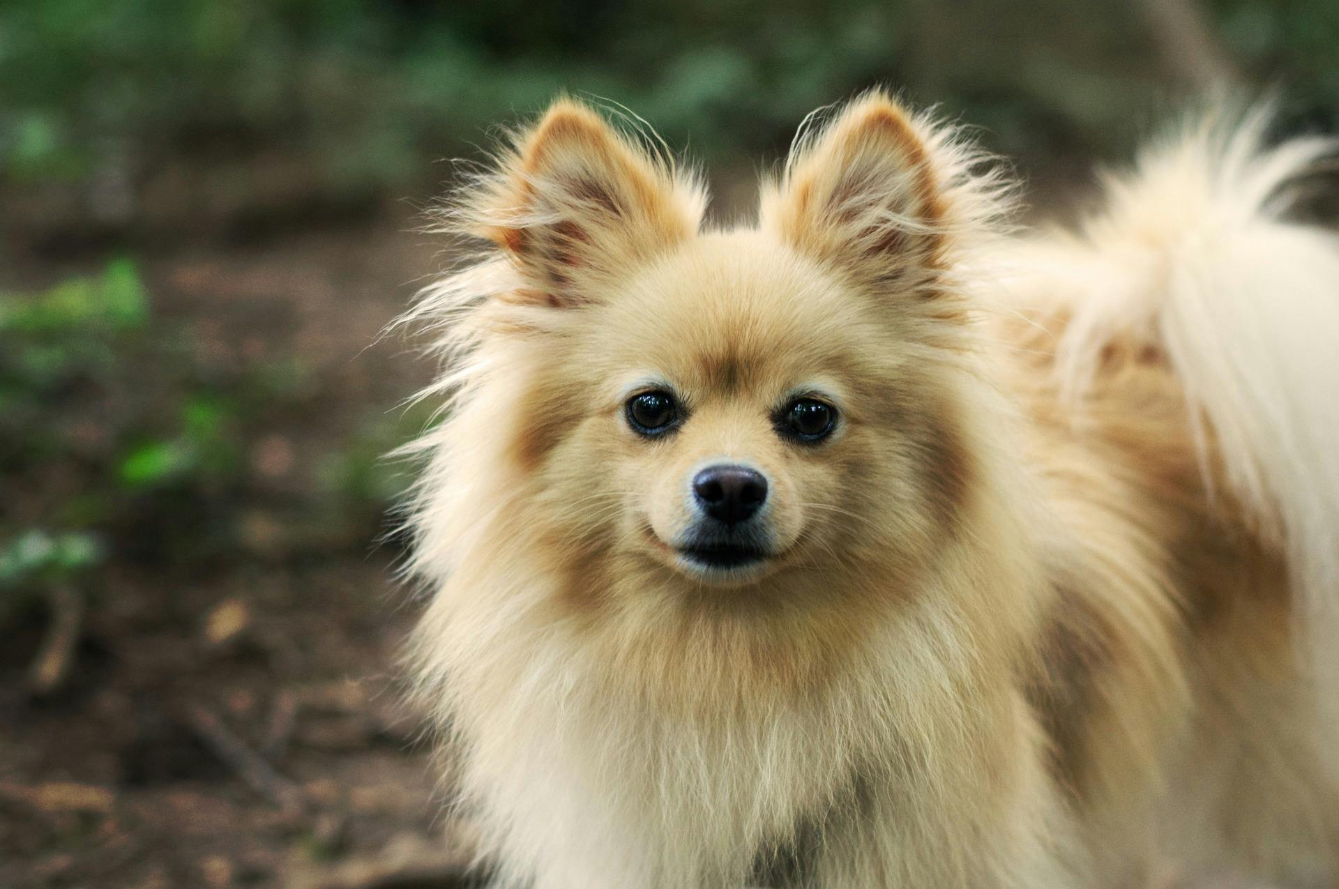 Pomeranian standing outside on a trail.