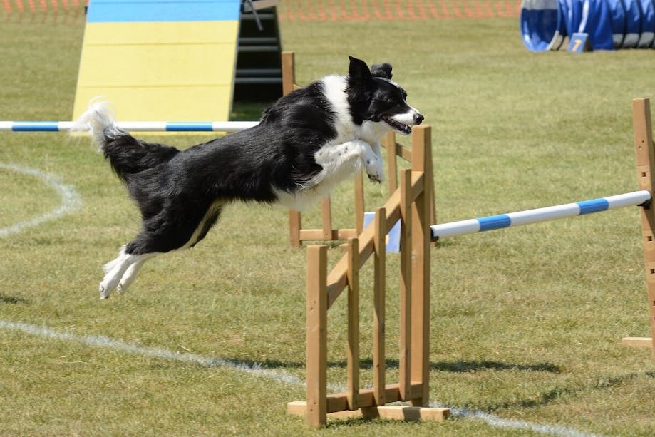 Border Collie jumping over obstacle
