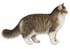 Profile portrait of a cat