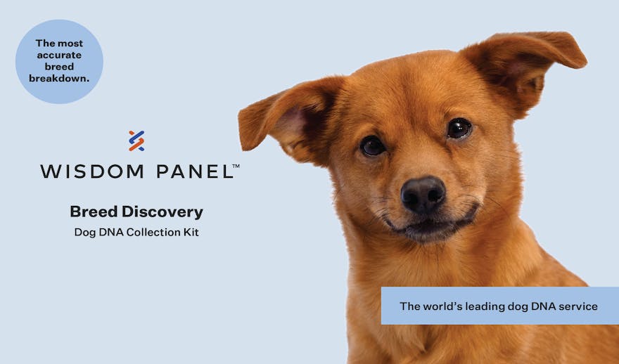 Wisdom Panel Breed Discovery Dog DNA Test