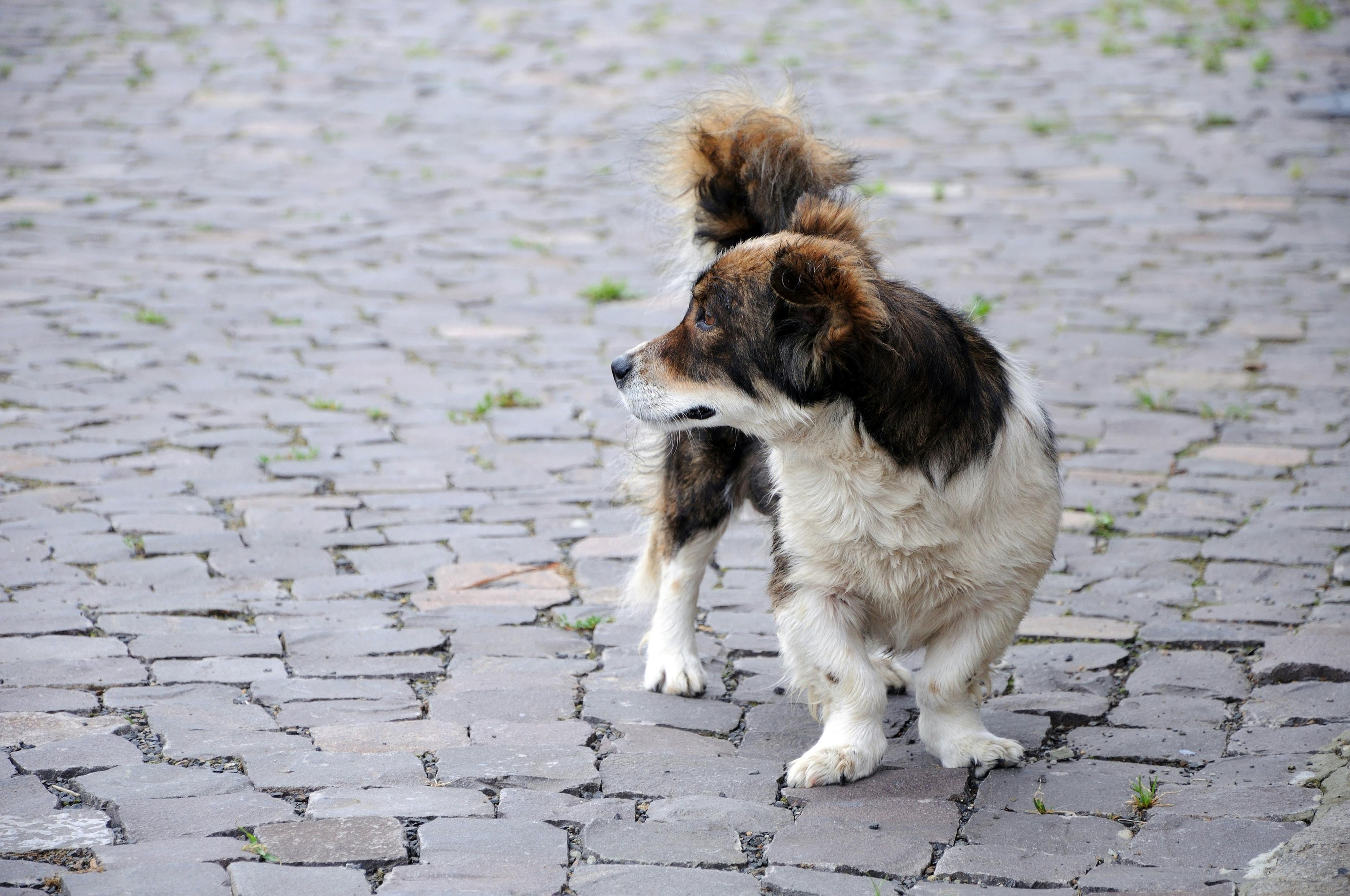 Short-legged dog looking back