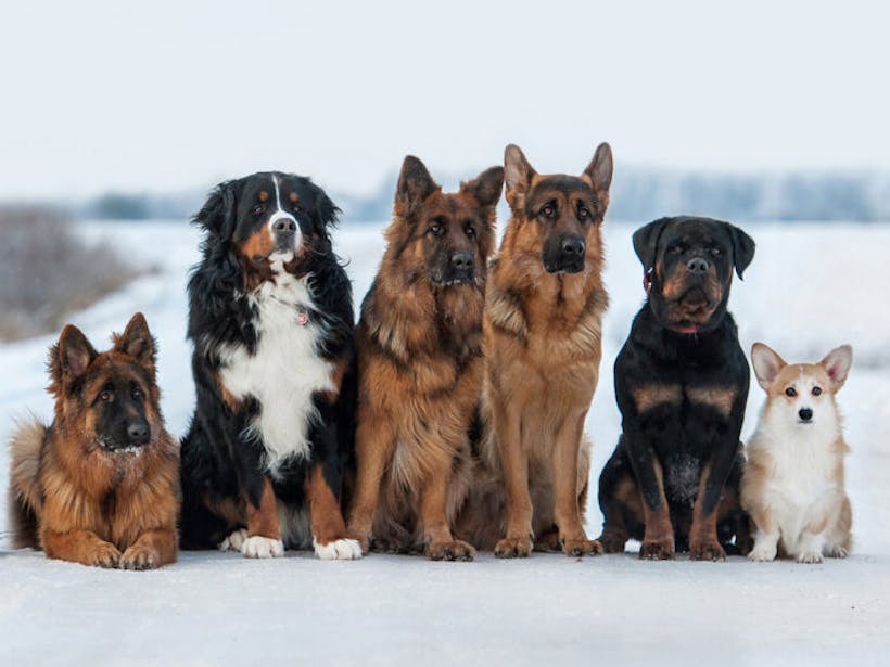 group of dogs standing in the snow
