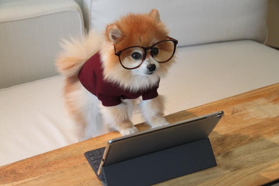 Dog wearing glasses and a sweater at a computer