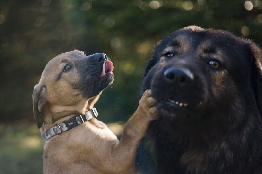 Puppy playing with mother dog