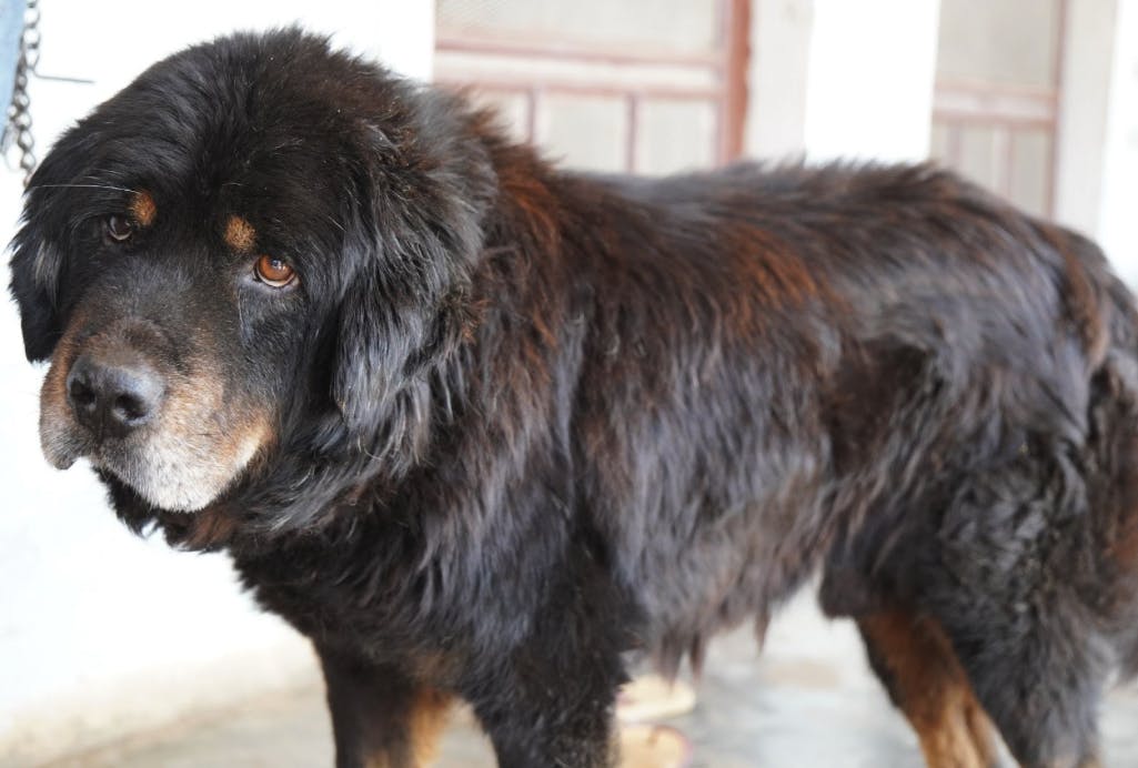 Himalayan 2025 mountain dog