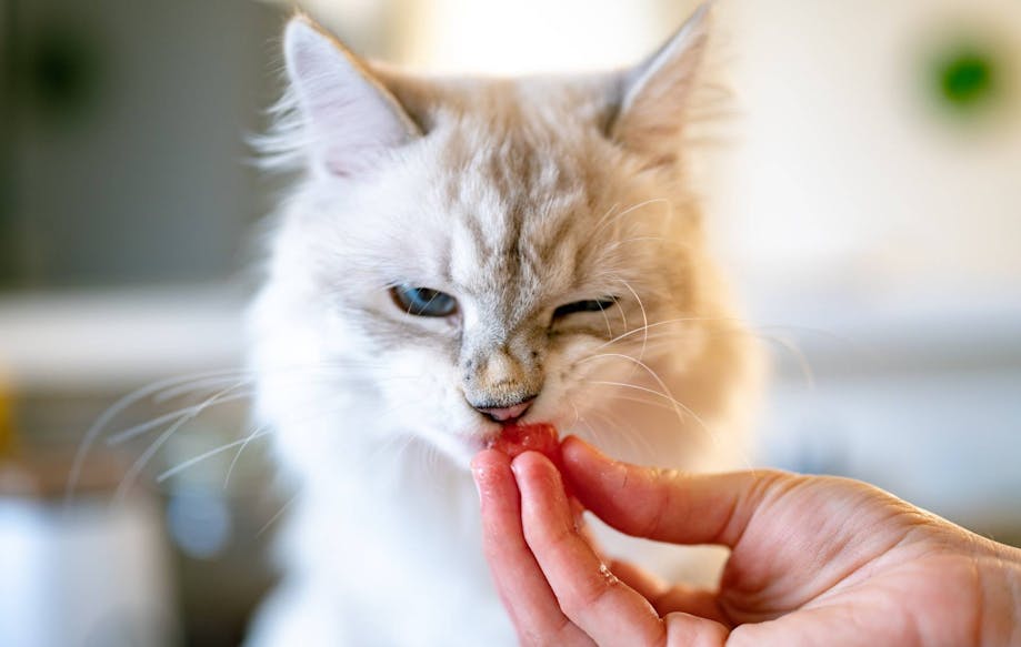 Cat scrunching up their nose while tasting food