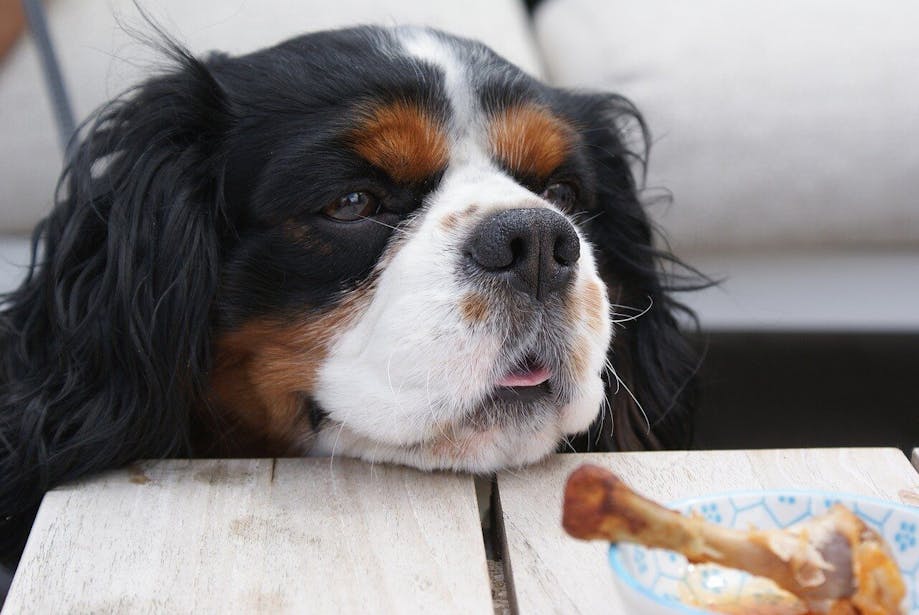 Cavalier King Charles staring intently at a chicken wing