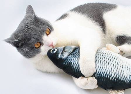 Cat holding a floppy fish
