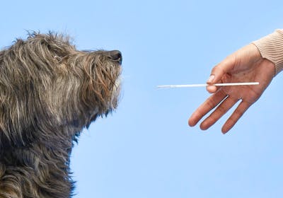 A dog being sampled for a DNA test