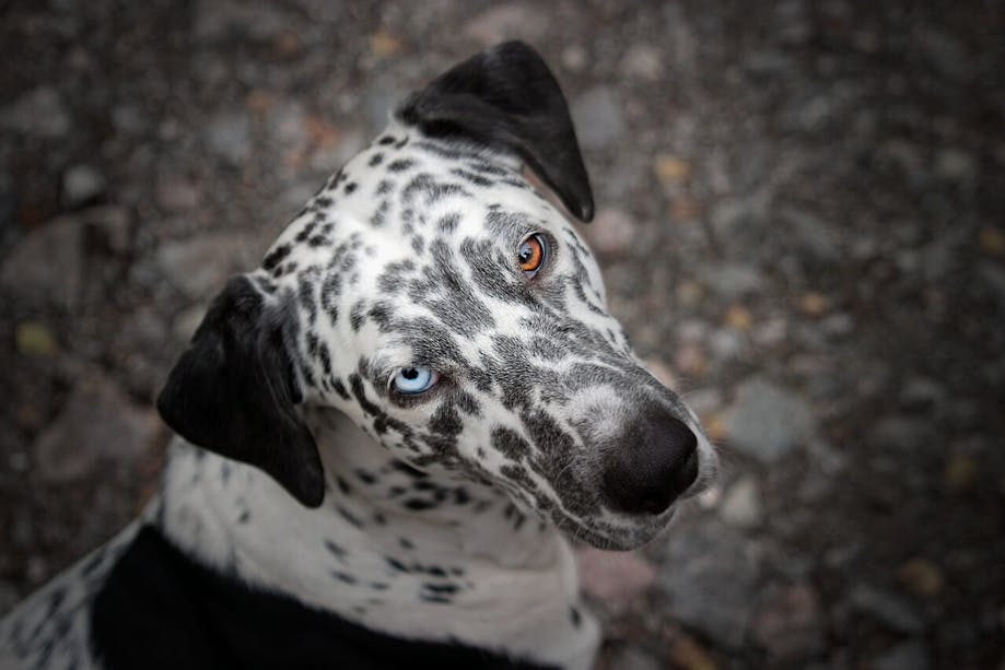 Spotted dog with different color eyes, or known as heterochromia