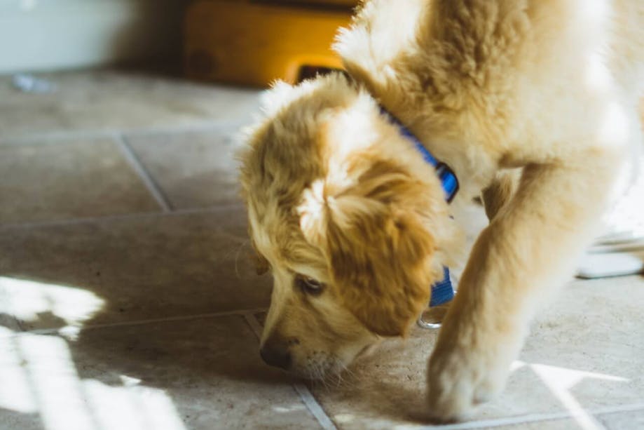 Dog smelling for treats indoors