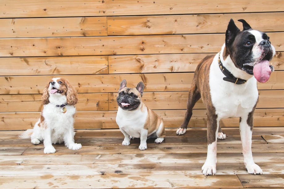 Three pups showing white spotting dog traits