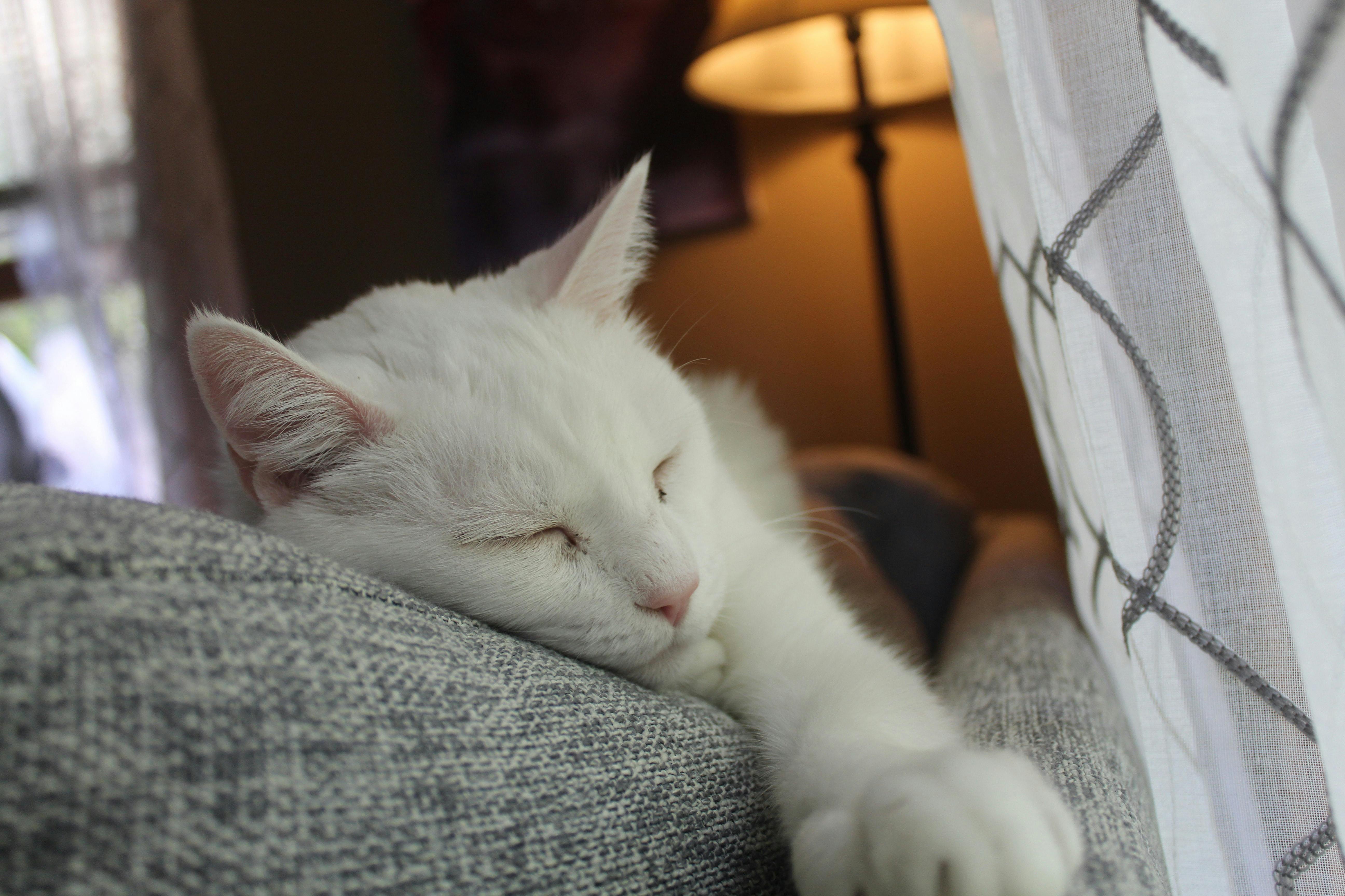 Older white cat sleeping on the sofa.