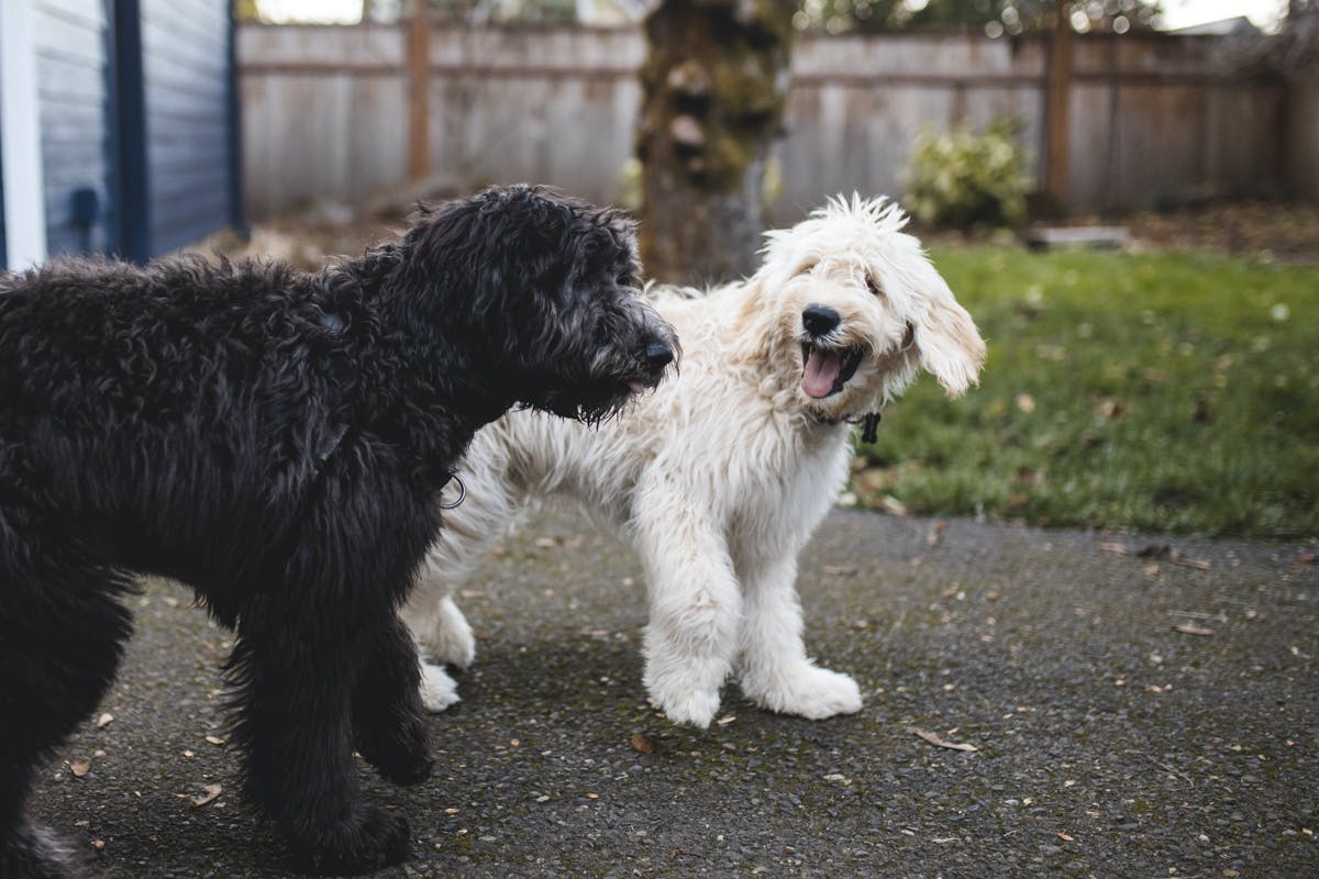White and black shaggy dogs playing together outside