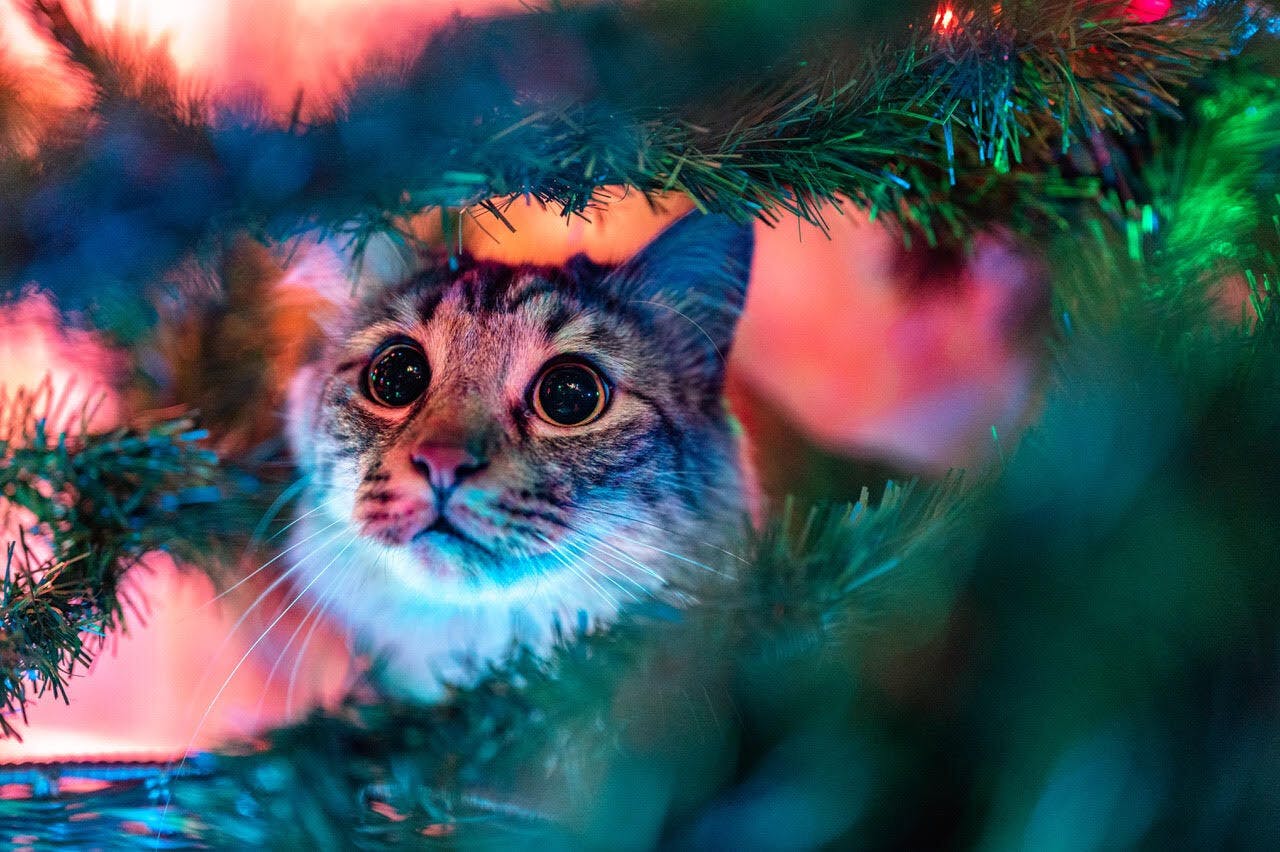 Scared looking cat hiding on the christmas tree.