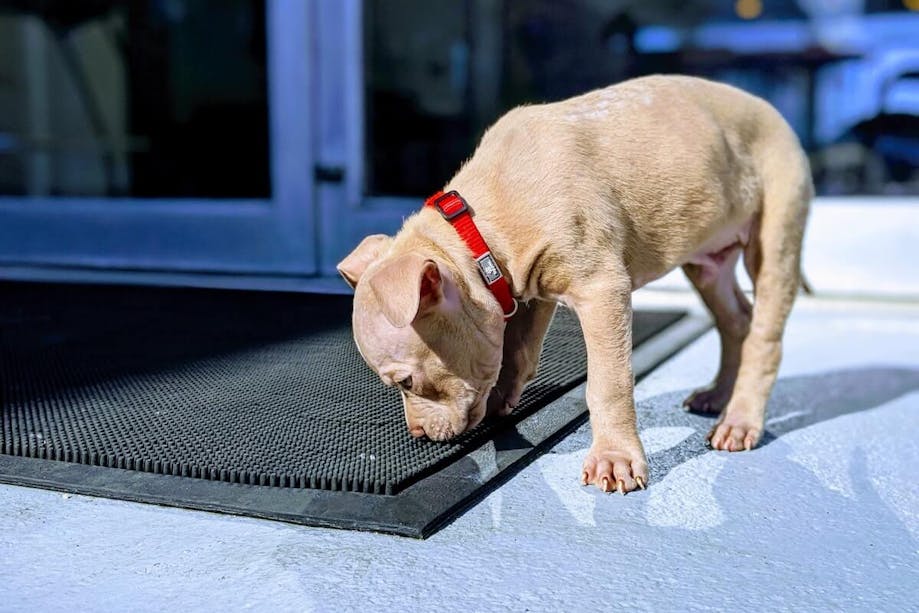 Puppy standing outside dog shelter