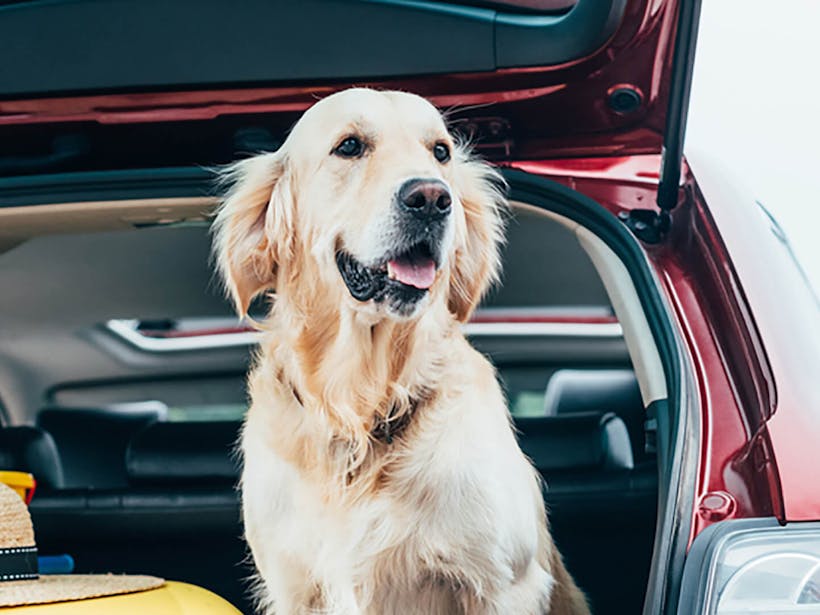 Dog sitting beside an open car burnet
