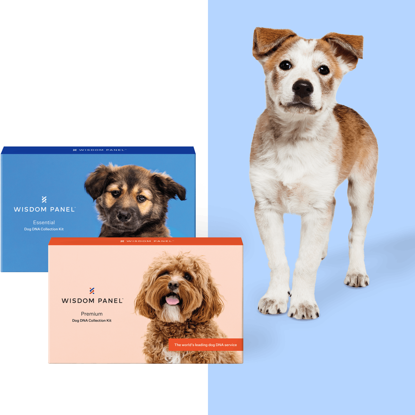 Cute brown and white puppy looks at camera next to two Wisdom Panel product boxes