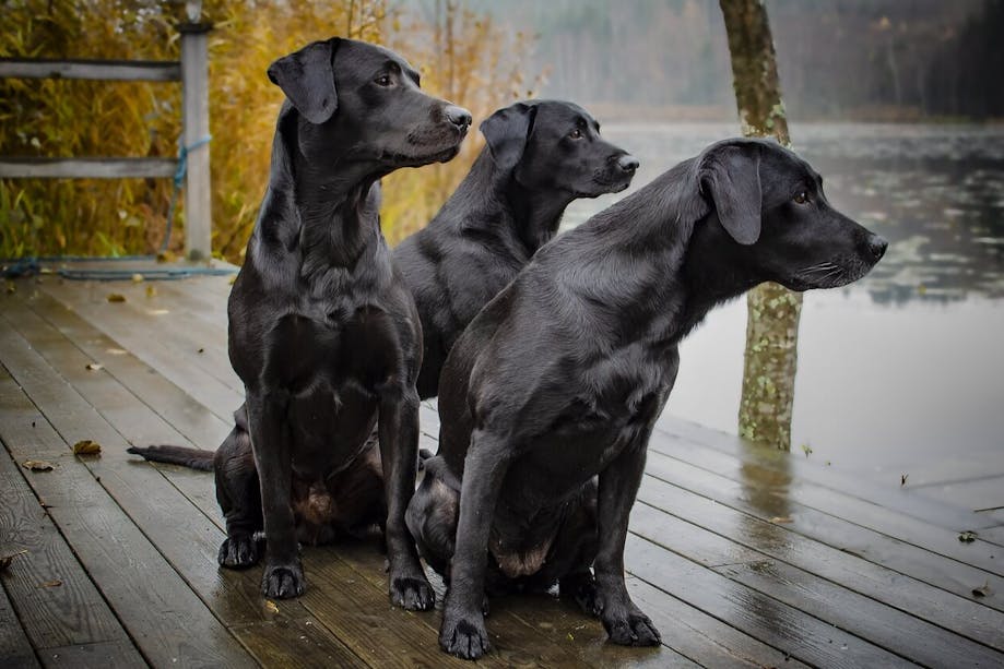 Three black labs sitting beside lake