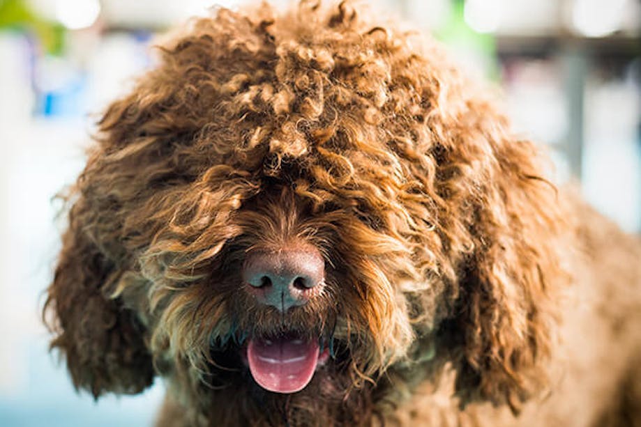 Barbet dog