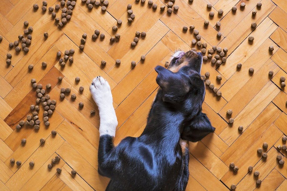 how do i get my dog to stop eating off the floor