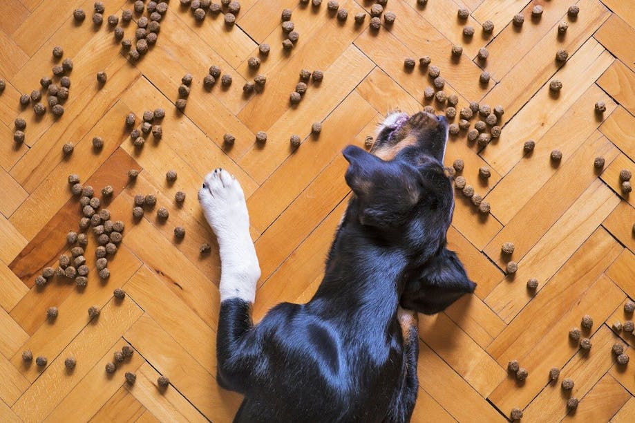 Beagle eating food off the ground