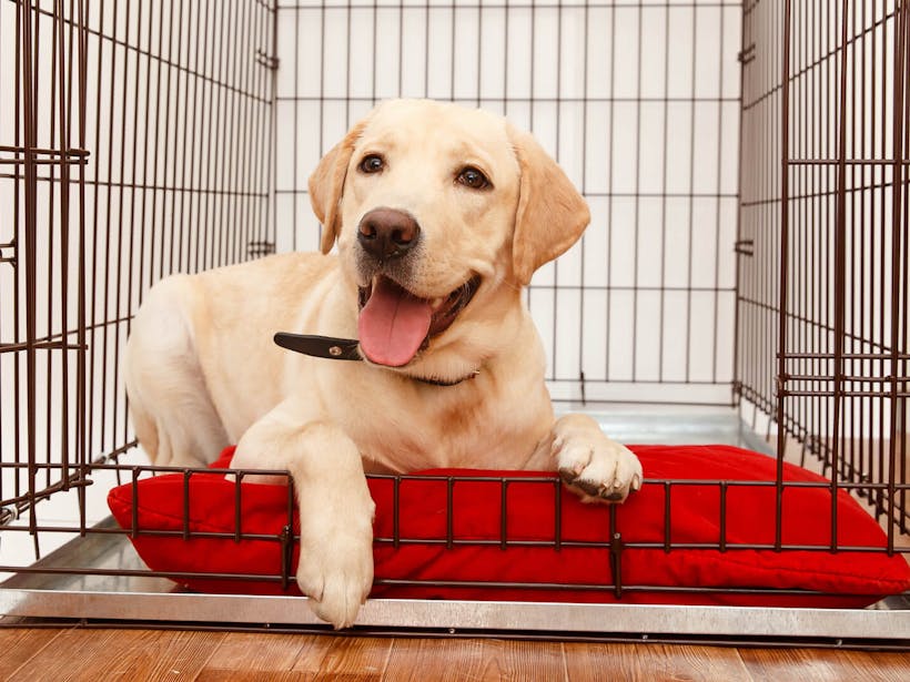 A pup getting comfortable in crate 