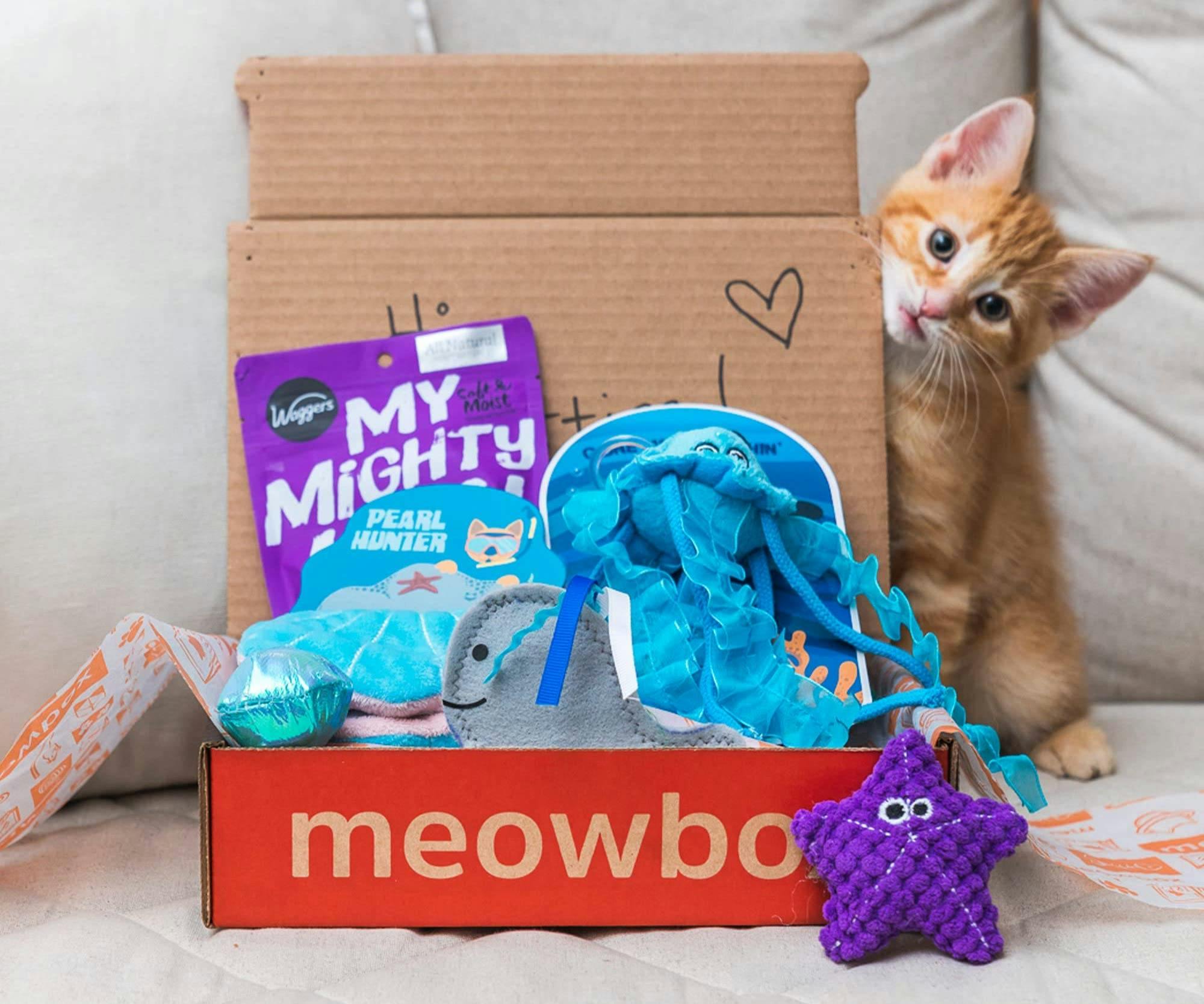 Cat next to an open box with cat toys and treats