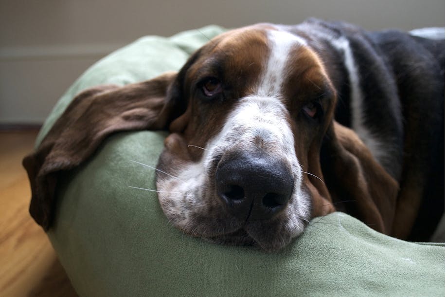 Hound dog lying on their bed.