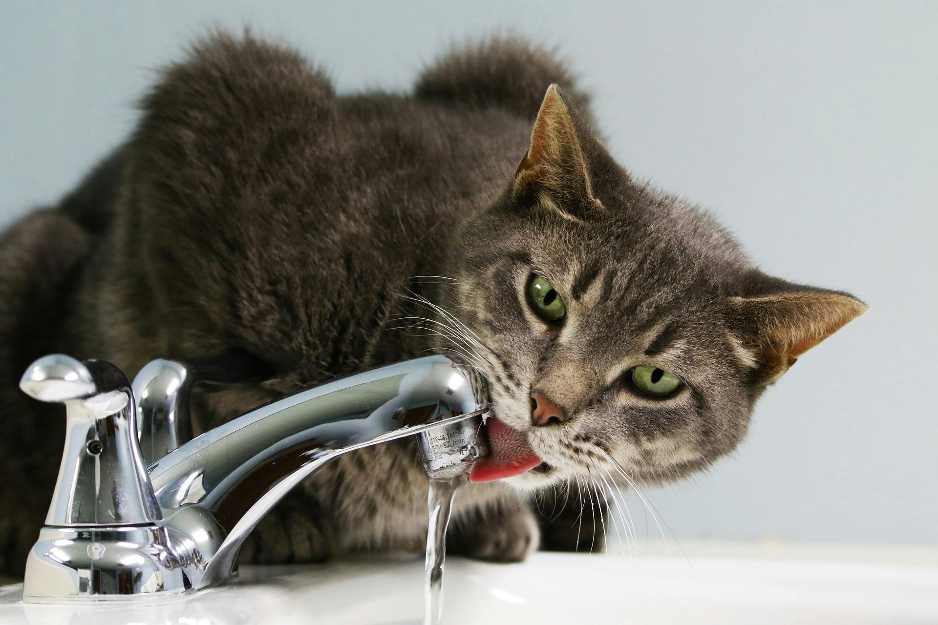 Cat drinking water from a bathroom faucet.