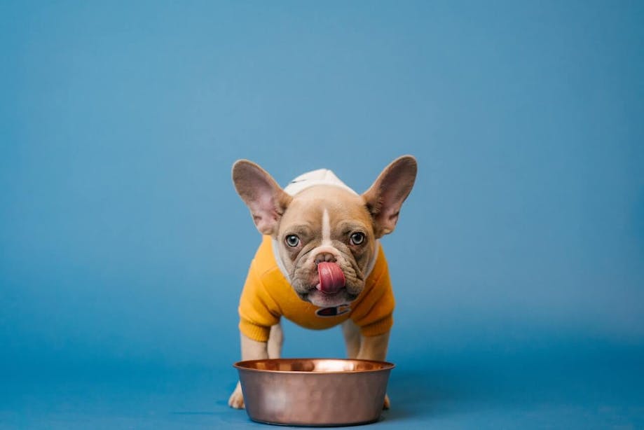 French Bulldog eating from bowl