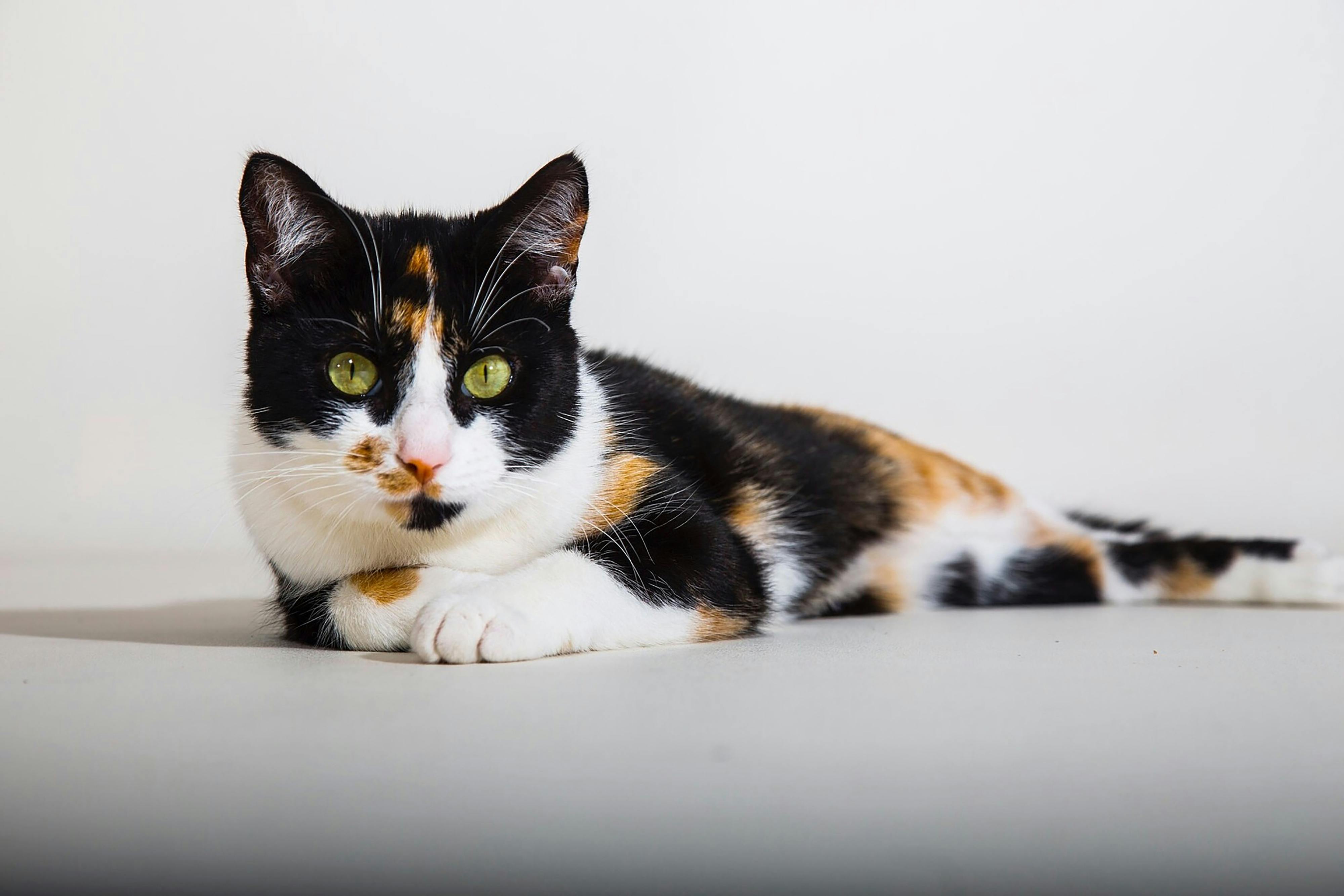 Calico cat with green eyes looking at the camera