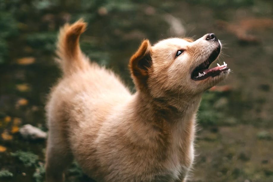 Happy puppy smiling in the outdoors