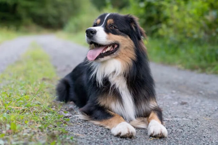 Black and tan dog lying down