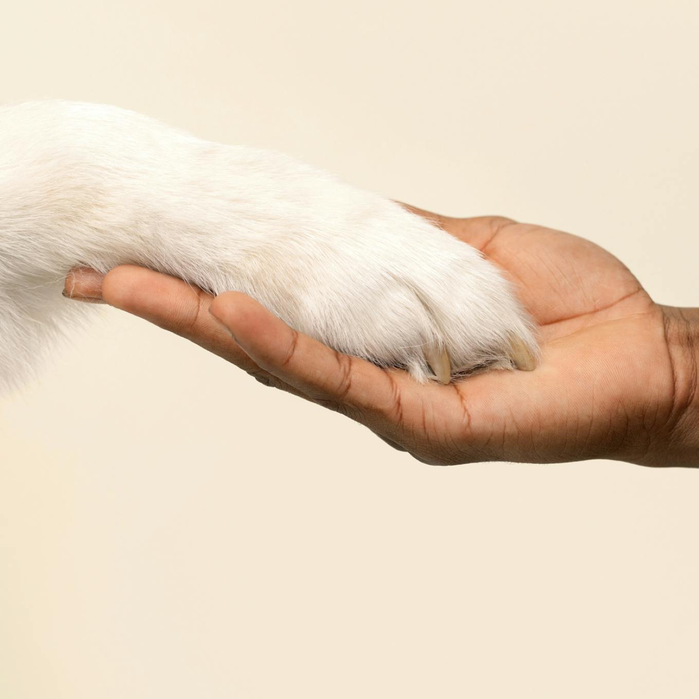 vet's hand gently holding dog's paw