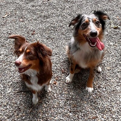 two aussie mixes look to camera