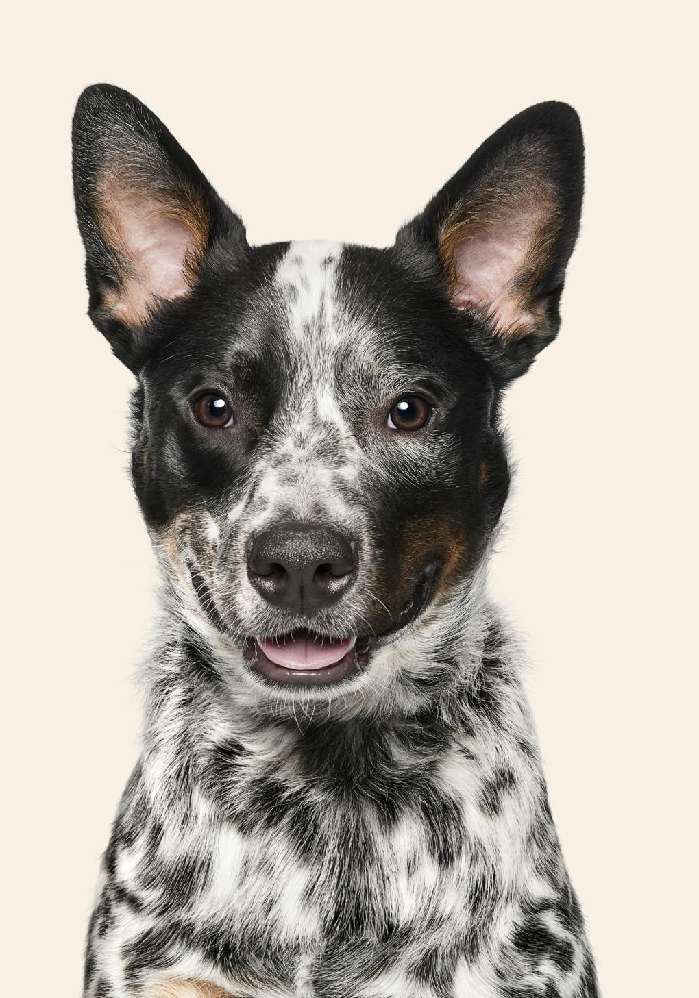 Cattle dog looks at the camera