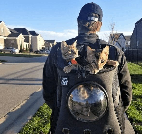 2 cats being carried inside a cat backpack