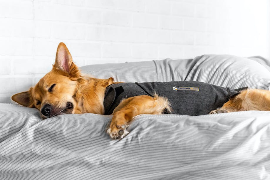 Dog sleeping in ThunderShirt